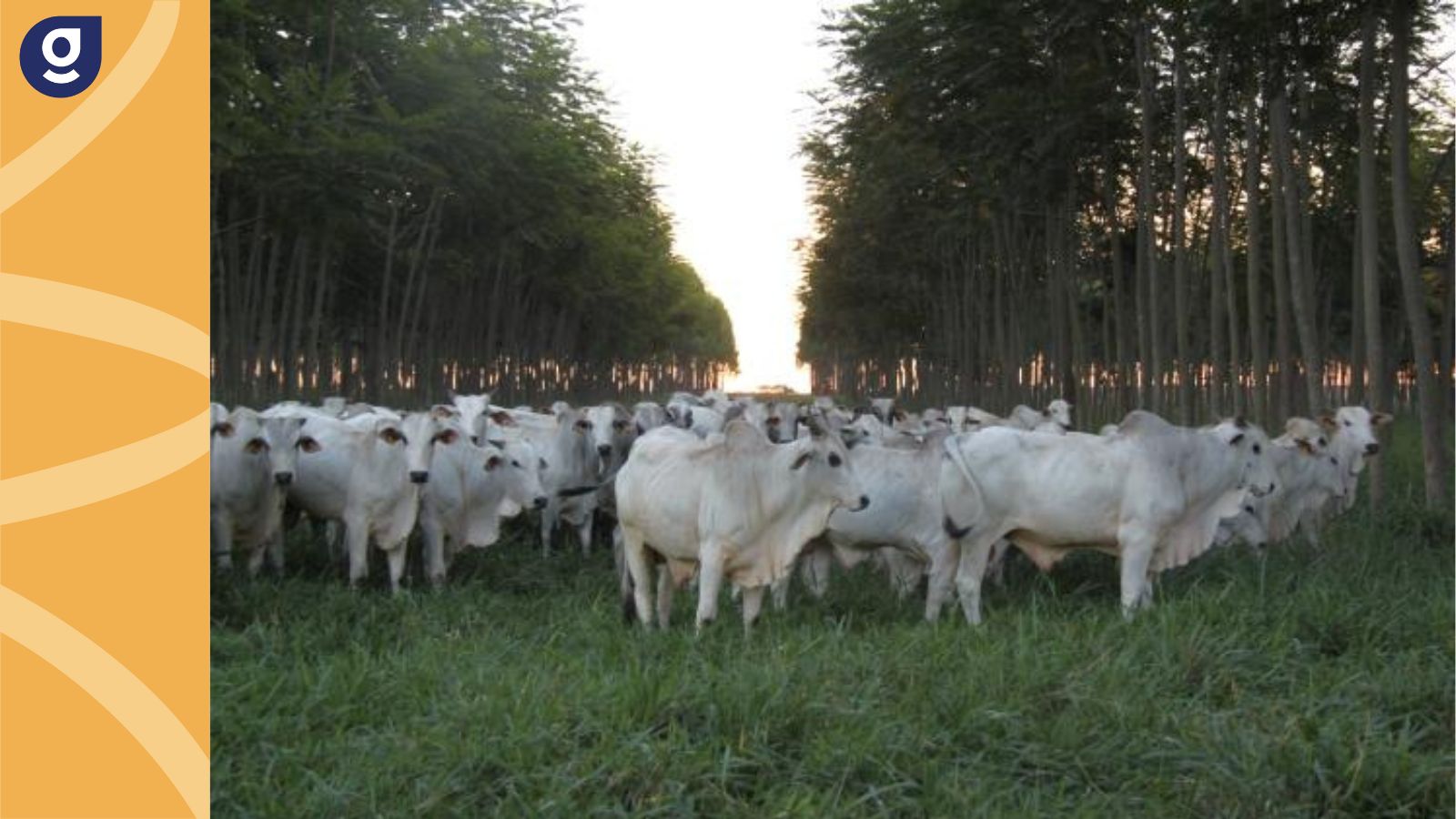 Agronegócio precisa se unir pela rastreabilidade da cadeia produtiva bovina Sinter