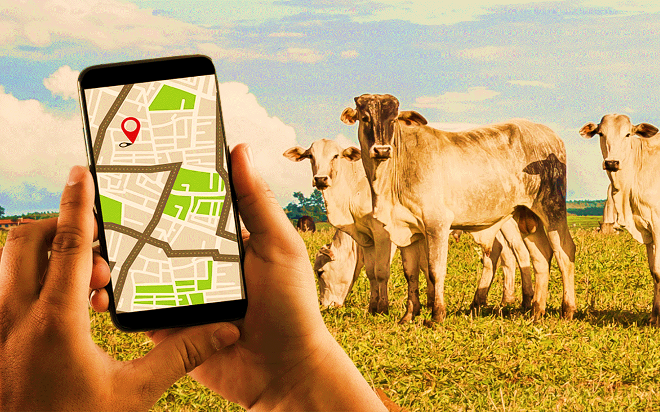 Marfrig, JBS e Minerva aprofundam rastreabilidade do gado para conformidade internacional plataforma