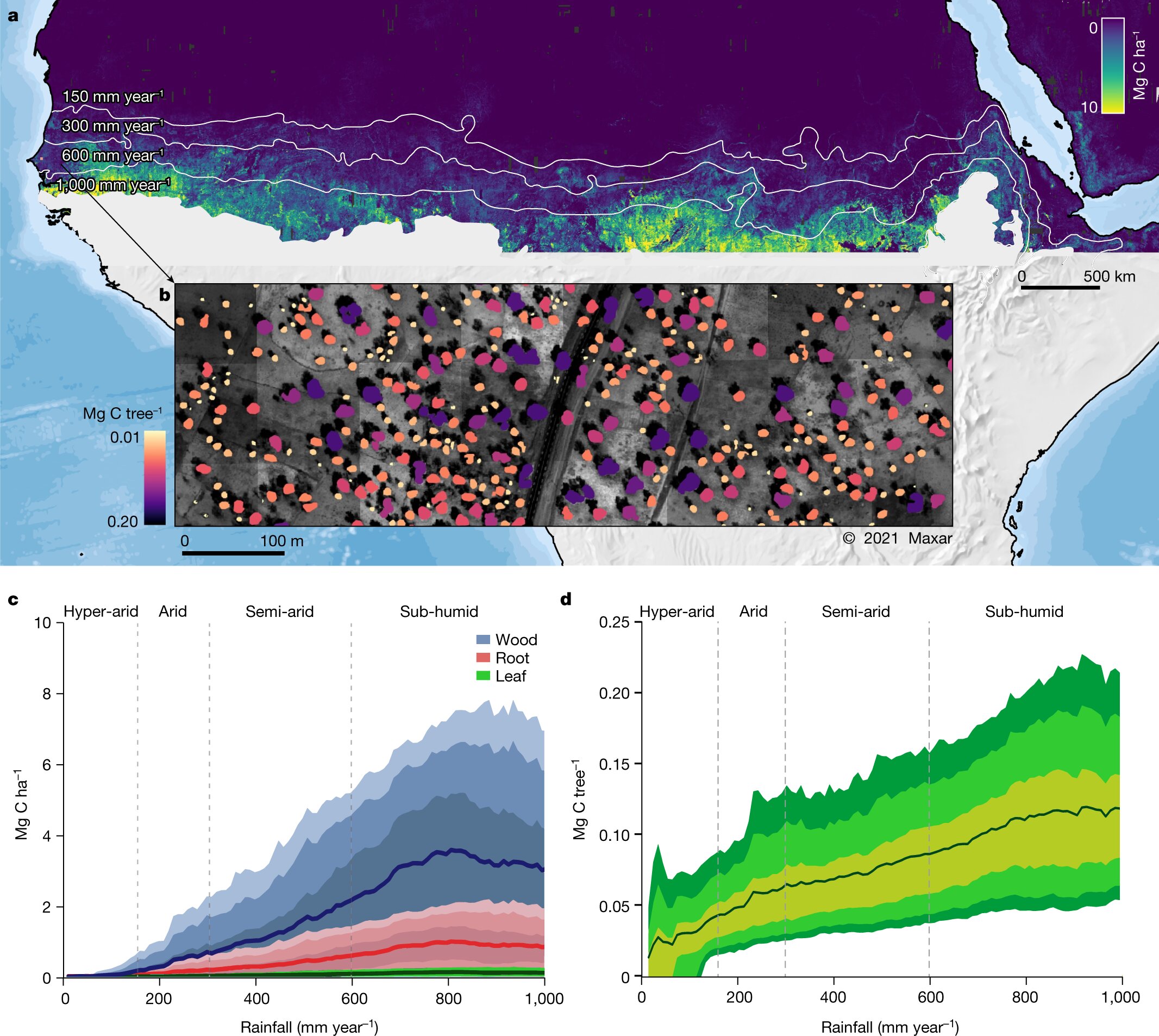 NASA captura carbono de bilhões de árvores com IA e mapeamento escala